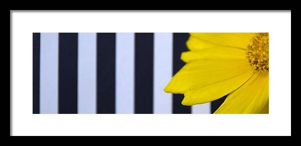 Black Framed Print featuring the photograph Stripes and Flower by Jessica Wakefield