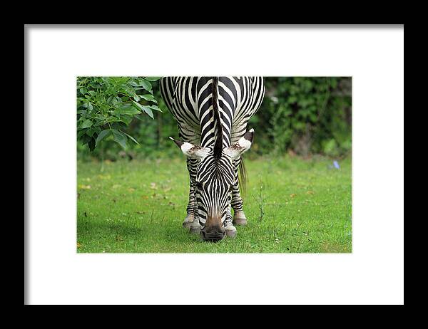Zebra Framed Print featuring the photograph Stripes by Jackson Pearson