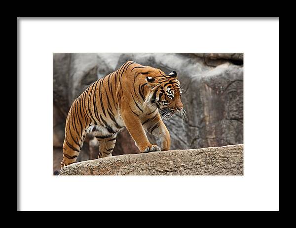 Animals Framed Print featuring the photograph Stripes by Jonas Wingfield