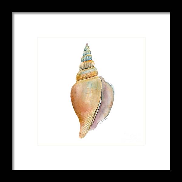 Conch Shell Painting Framed Print featuring the painting Strombus Vittatus Shell by Amy Kirkpatrick