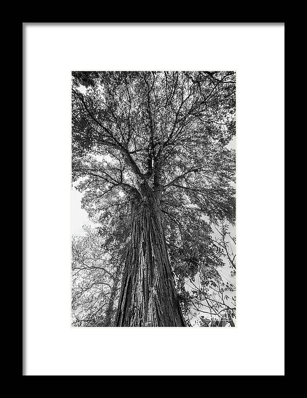Black And White Framed Print featuring the photograph Stronger by Kim Sowa
