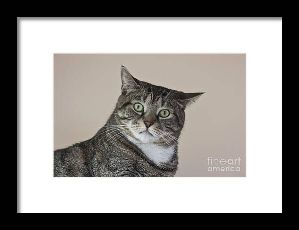 Grumpy Cat Framed Print featuring the photograph Stroppy Cat by Terri Waters