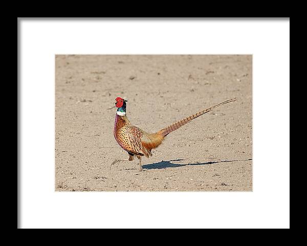 Loree Johnson Photography Framed Print featuring the photograph Strutting Pheasant by Loree Johnson