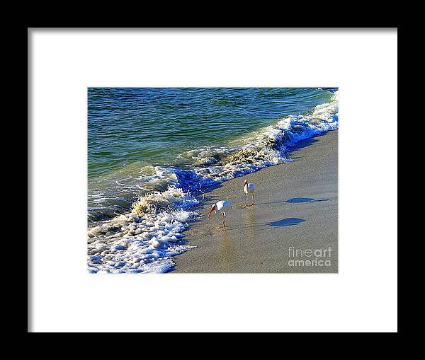 White Ibis Framed Print featuring the photograph Strutting Shadows - White Ibis strutting on the Beach by Shelia Kempf