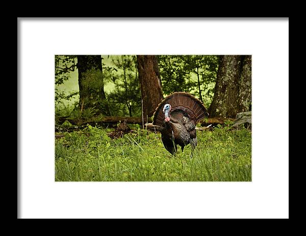 Wild Turkey Framed Print featuring the photograph Strutting Tom by Randall Evans