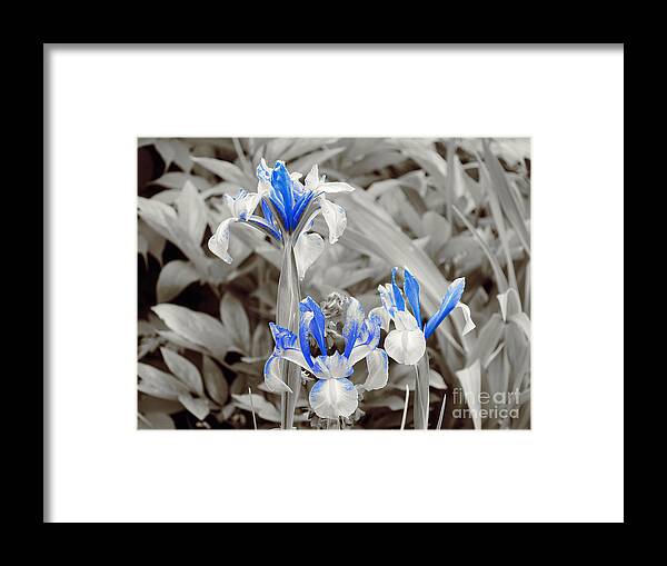 Blue Irises Framed Print featuring the photograph Study in Blue. Three. by Elena Perelman