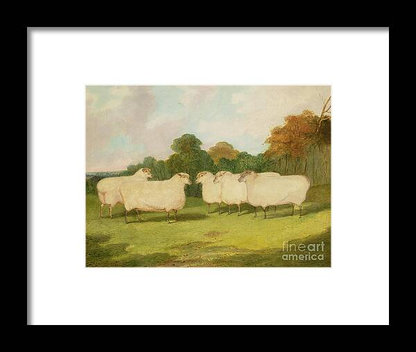 Study Framed Print featuring the painting Study of Sheep in a Landscape  by Richard Whitford