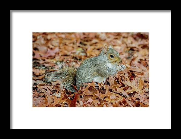 Squirrel Framed Print featuring the photograph Stumpy The Squirrel by Cathy Kovarik