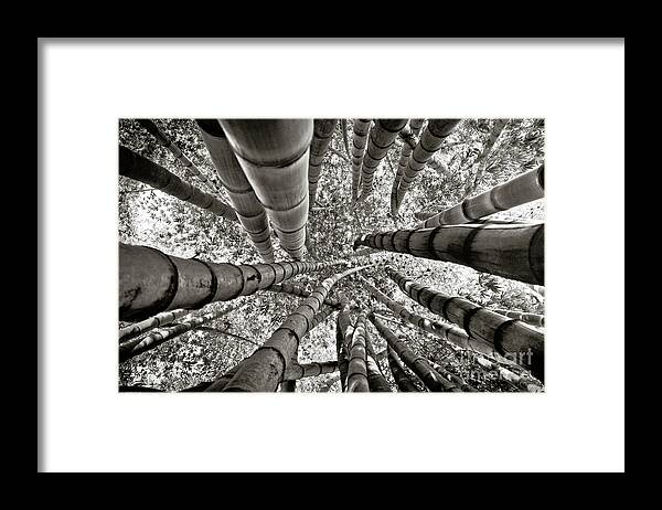 Brasil Framed Print featuring the photograph Stunning Bamboo Forest by Carlos Alkmin