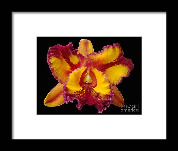Orchid Framed Print featuring the photograph Stunning Orchid Closeup by Sue Melvin