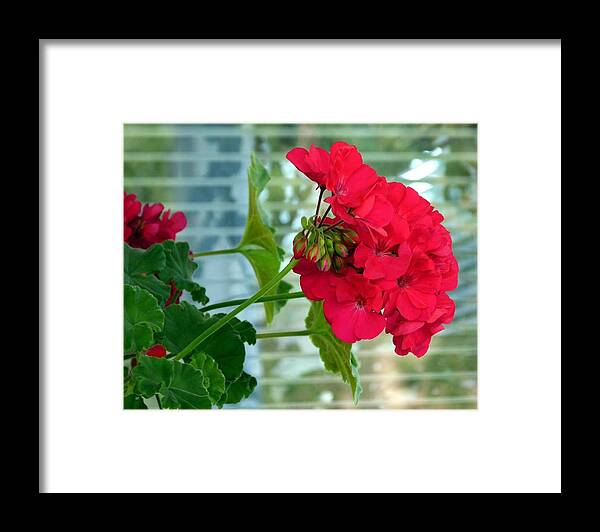 Stunning Red Geranium Framed Print featuring the photograph Stunning Red Geranium by Will Borden