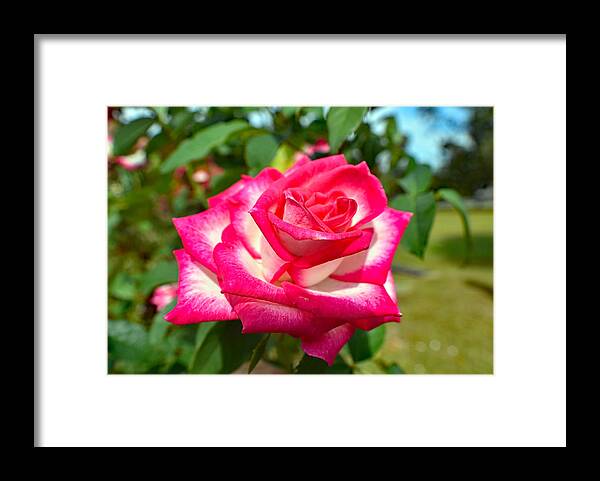 Rose Framed Print featuring the photograph Stunning Red-White Rose by DB Hayes