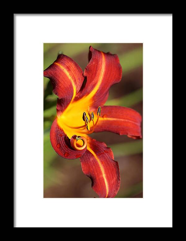 Daylily Curl Framed Print featuring the photograph Stylistic Daylily by Tammy Pool