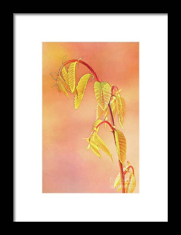 Baby Chestnut Leaves Framed Print featuring the photograph Stylized Baby Chestnut Leaves by Anita Pollak