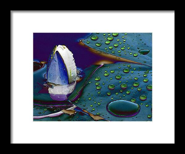 Lily Pad Framed Print featuring the photograph Subdued Light and Daydreams by Char Szabo-Perricelli