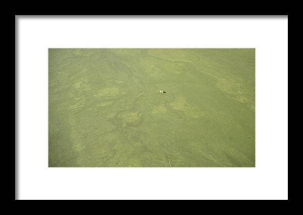 Submerged Frog Framed Print featuring the photograph Submerged Frog by Tom Cochran