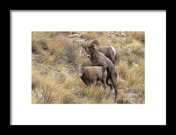 Bighorn Sheep; Mating Bighorns Framed Print featuring the photograph Committed to the Cause by Jim Garrison