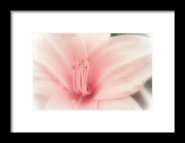 Flower Framed Print featuring the photograph Subtle and Pink by Jason Moynihan