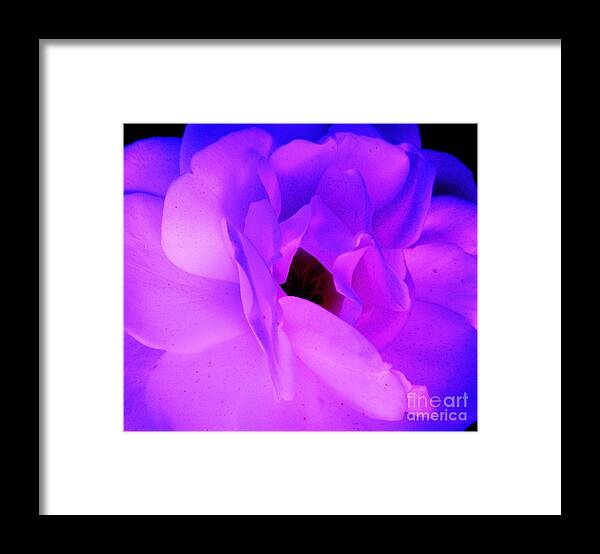 Roses Framed Print featuring the photograph Subtle Blush by Daniele Smith