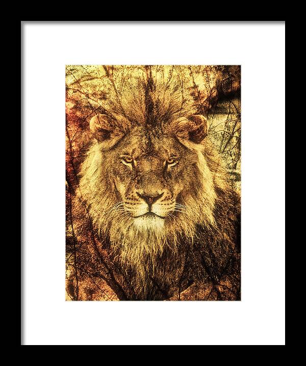 Lion Framed Print featuring the photograph Subtle Lion by Stuart Deacon