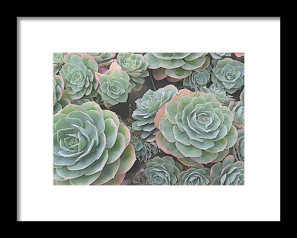 Succulents Framed Print featuring the digital art Succulent 2 by David Hansen
