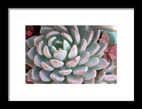 Succulent Framed Print featuring the photograph Succulent Beauty by Catherine Lau