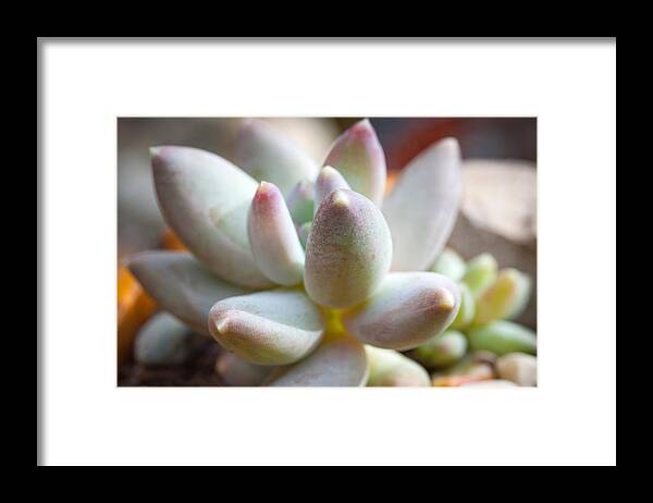 Succulent Framed Print featuring the photograph Succulent Cute by Catherine Lau