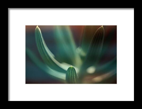 Nature Framed Print featuring the photograph Succulent emerging by Robert FERD Frank