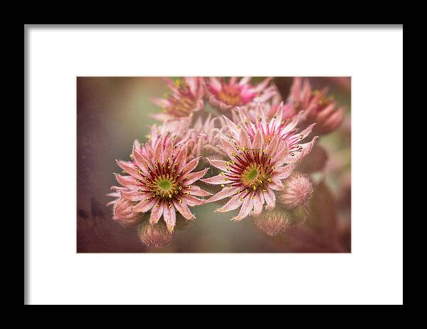 Succulent Flower Framed Print featuring the photograph Succulent Flowers - 365-100 by Inge Riis McDonald