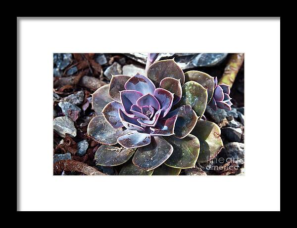 Succulent Plant Poetry Framed Print featuring the photograph Succulent Plant Poetry by Silva Wischeropp