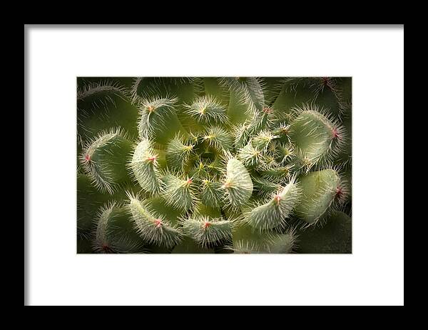 Succulent Framed Print featuring the photograph Succulent Pride by Catherine Lau