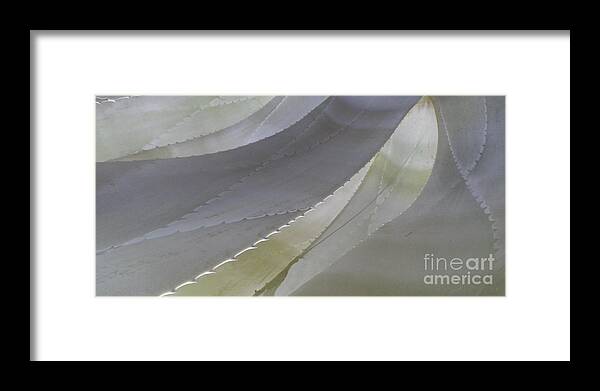 Cool Color Shape Flowing Succulent Framed Print featuring the photograph Succulent Series 1-1 by J Doyne Miller
