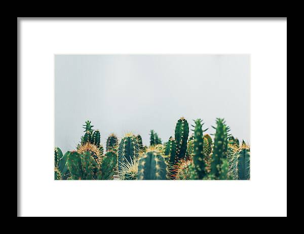 Succulents Framed Print featuring the photograph Succulents by Happy Home Artistry