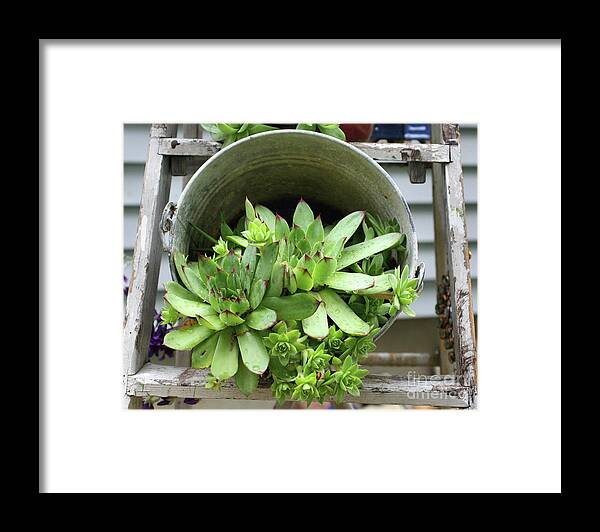 Plants Framed Print featuring the photograph Succulents In A Bucket by Smilin Eyes Treasures