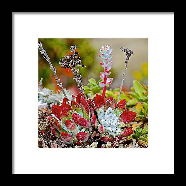 Succulents In Point Lobos State Reserve Near Monterey Framed Print featuring the photograph Succulents in Point Lobos State Reserve near Monterey-California by Ruth Hager