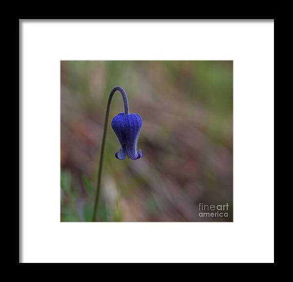Wildflowers Framed Print featuring the photograph Sugar Bowl by Barbara Schultheis
