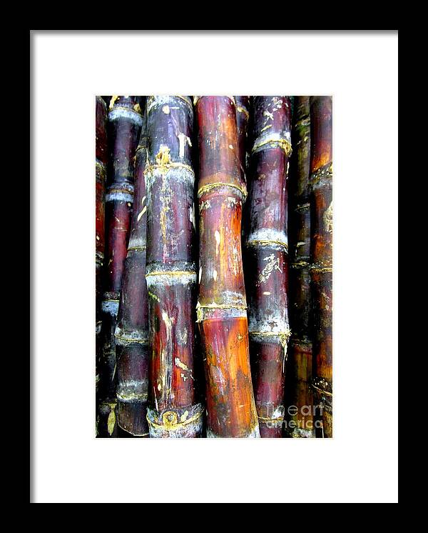 Produce Framed Print featuring the photograph Sugar Cane by Randall Weidner