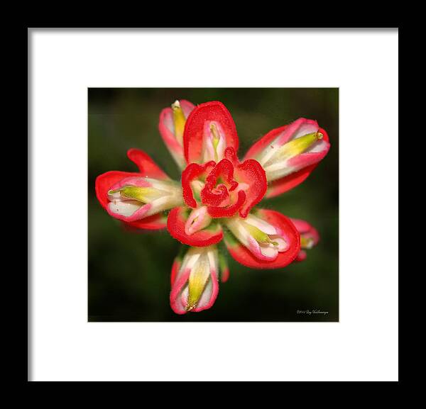 Indian Paintbrush Framed Print featuring the photograph Sugar Frosted Paintbrush by Lucy VanSwearingen
