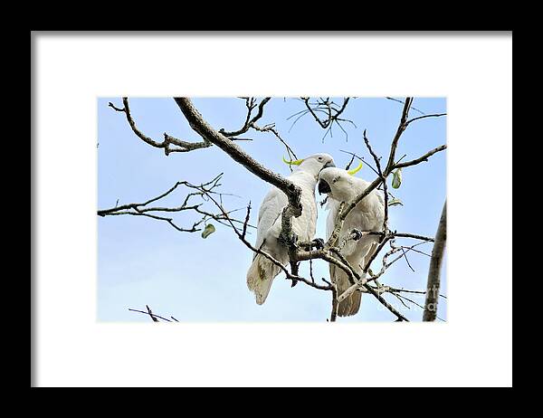 Sulphur Crested Cockatoos Framed Print featuring the photograph Sulphur Crested Cockatoos by Kaye Menner