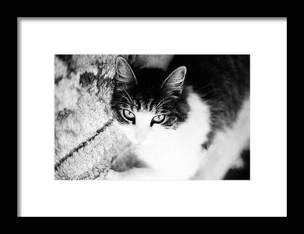 Cat Framed Print featuring the photograph Sultry Feline by Geoff Jewett
