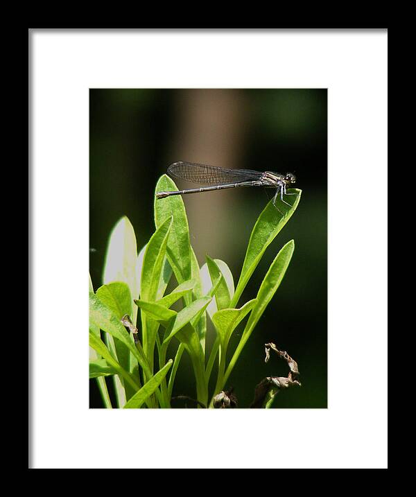 Damselfly Framed Print featuring the photograph Summer Damselfly by Margie Avellino