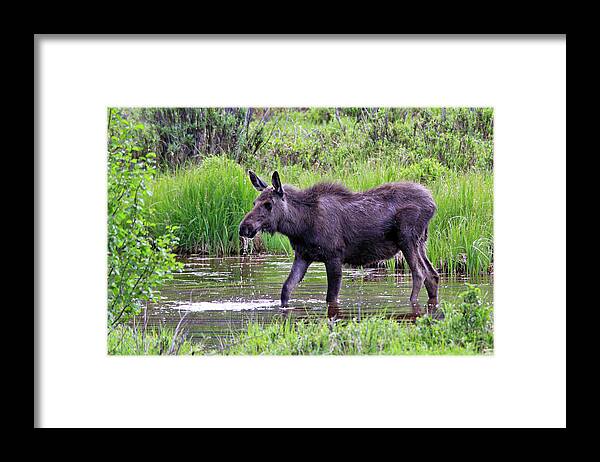 Moose Framed Print featuring the photograph Summer Dip by Scott Mahon