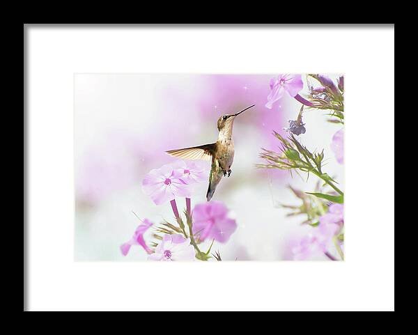 Agility Framed Print featuring the photograph Summer Dreams. by Kelly Nelson