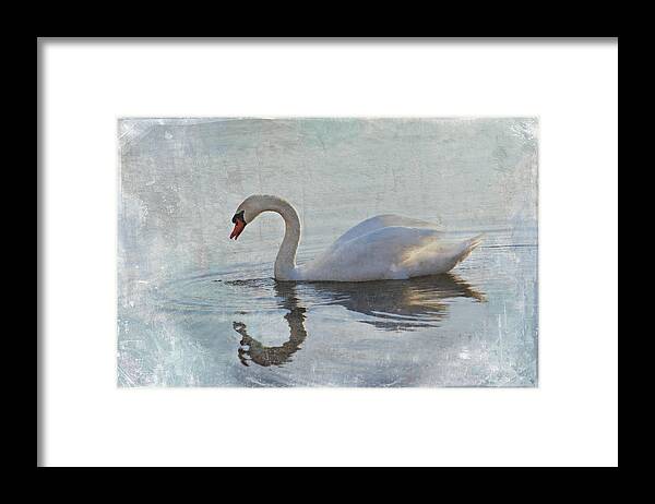 Swan Framed Print featuring the photograph Summer Drift by Jill Love