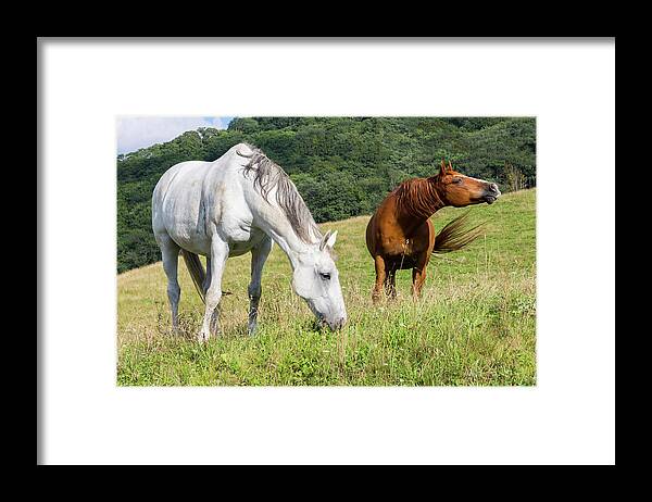 Horses Framed Print featuring the photograph Summer Evening For Horses by D K Wall