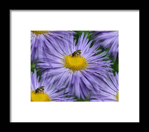 Flower Framed Print featuring the photograph Summer Fantasy by Smilin Eyes Treasures