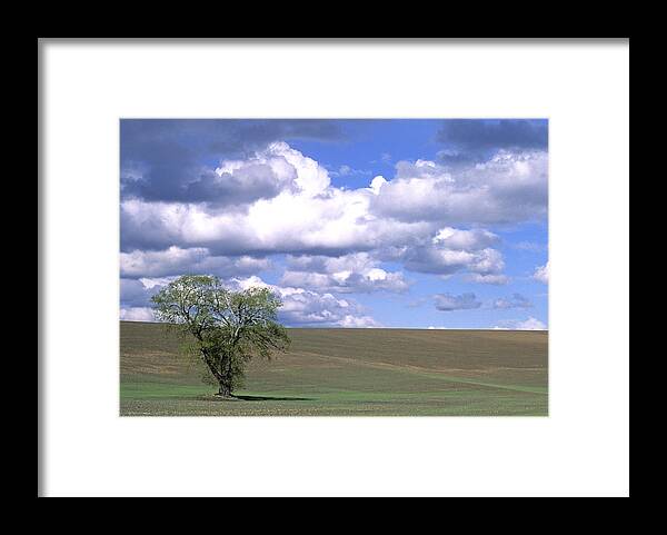 Outdoors Framed Print featuring the photograph Summer Flack Tree by Doug Davidson