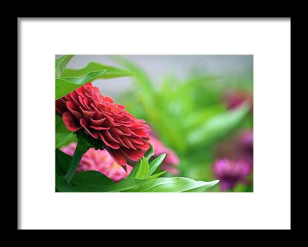 Flower Framed Print featuring the photograph Summer Garden by Elsa Santoro