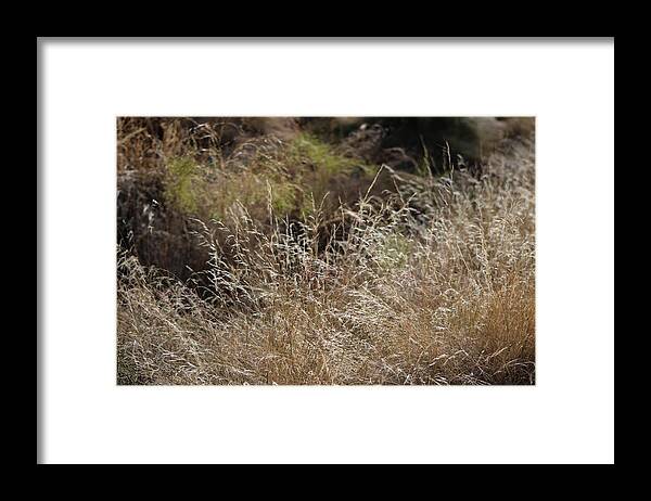 Honey Brown Grass Framed Print featuring the photograph Summer Grasses by Colleen Cornelius