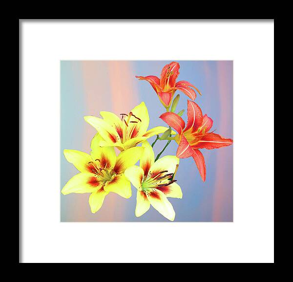 Flowers Framed Print featuring the photograph Summer Iris by Newwwman